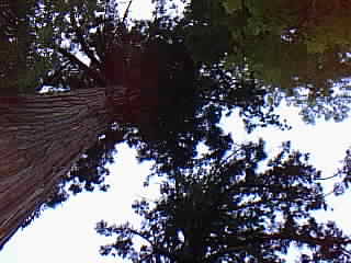 yukisugi.jpg (19695 �o�C�g)