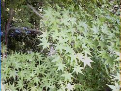 12souimomijiu1.jpg (18951 �o�C�g)